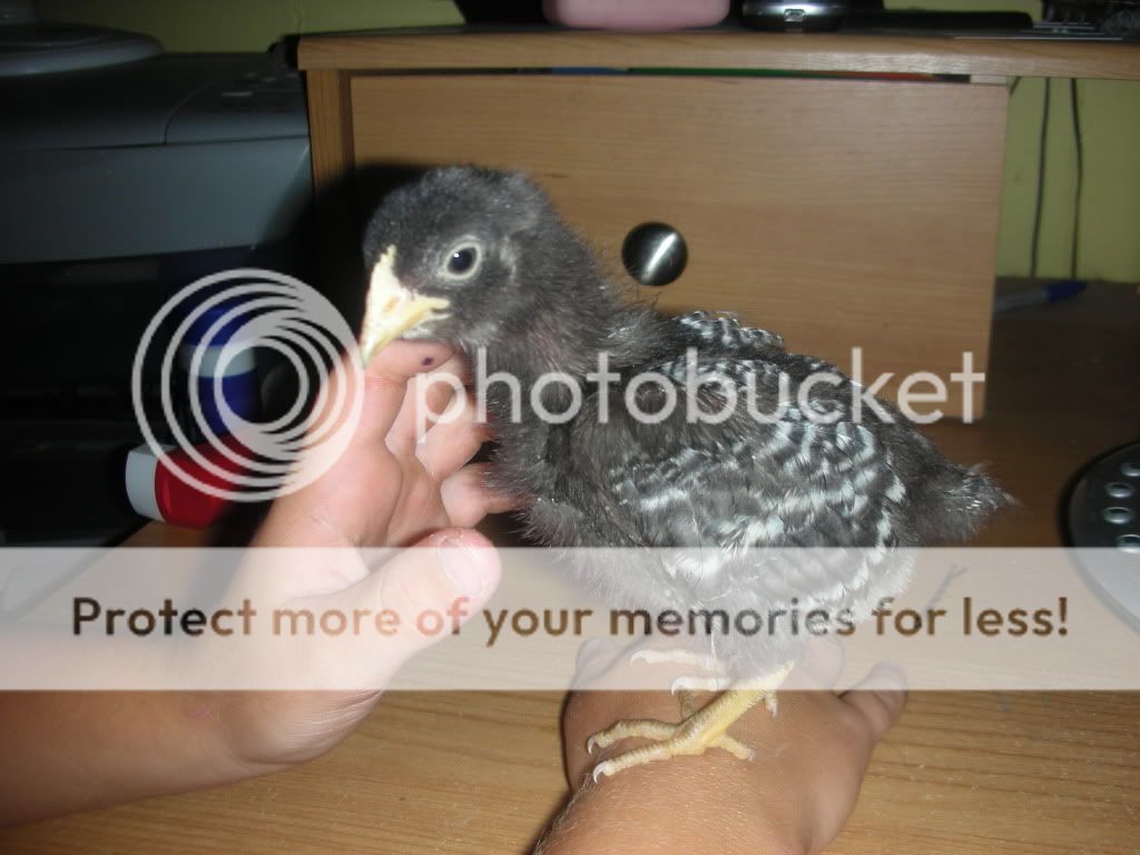 NewerChickens001.jpg