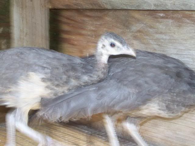 peachicks076.jpg