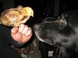 th_Chickies048.jpg