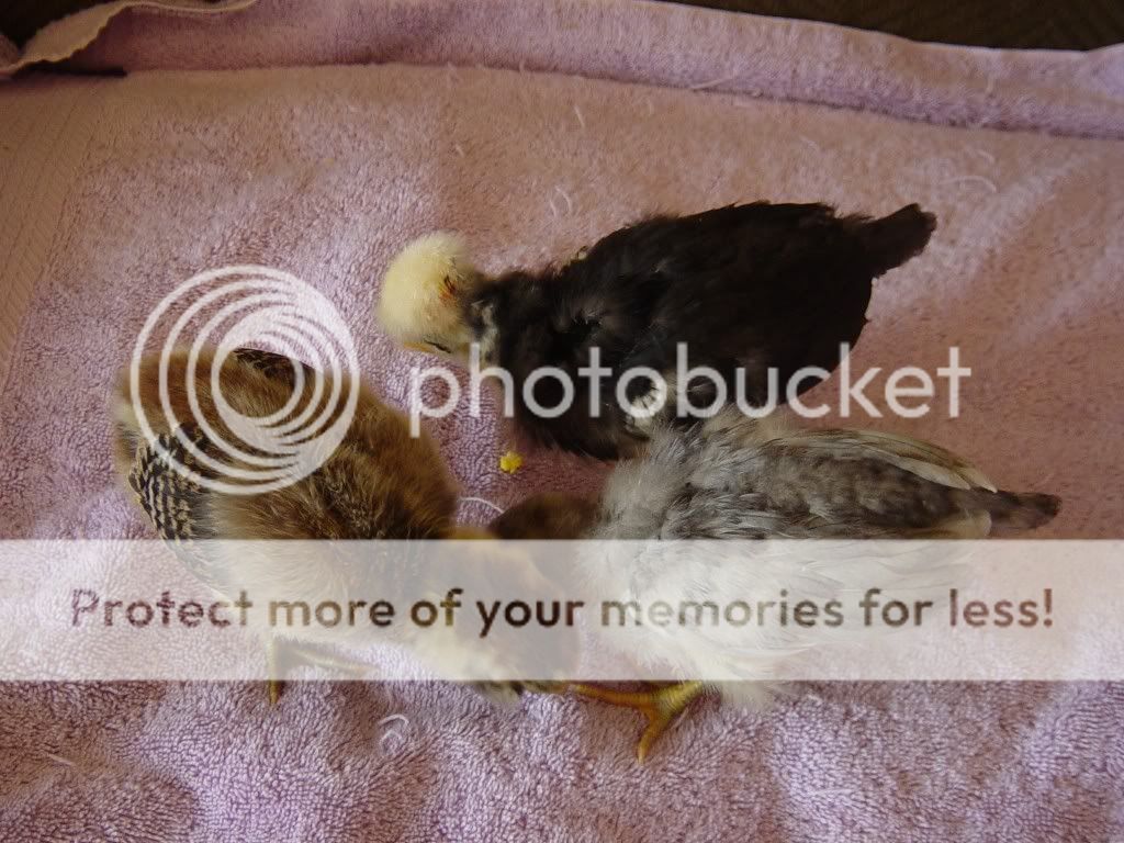 NewBabies2008039.jpg
