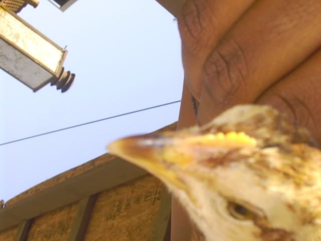 Mechickens006-4.jpg