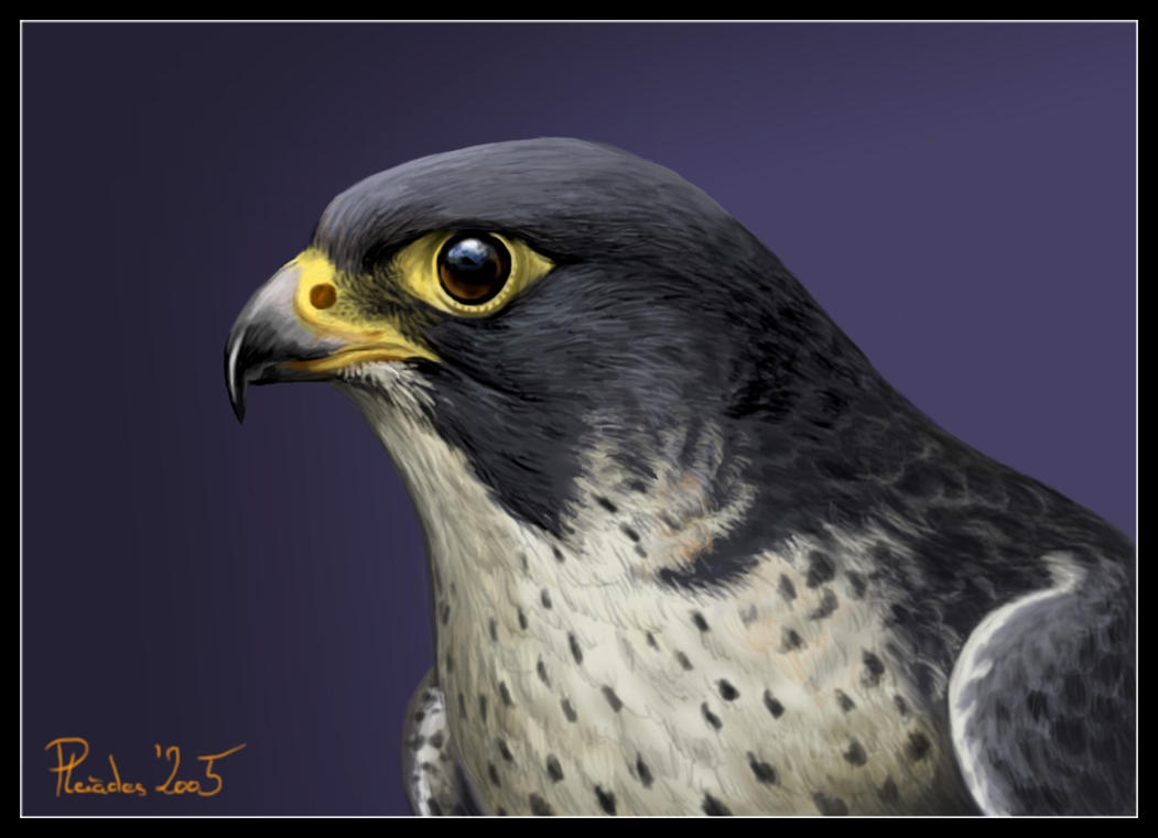 Peregrine_Falcon_by_Emberiza.jpg