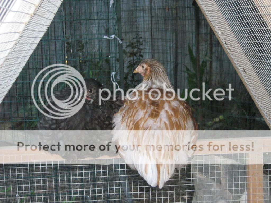 ChickensJuly27th2010070.jpg