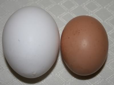XPB_FirstEggGoldenComet-StoreEgg4Co.jpg
