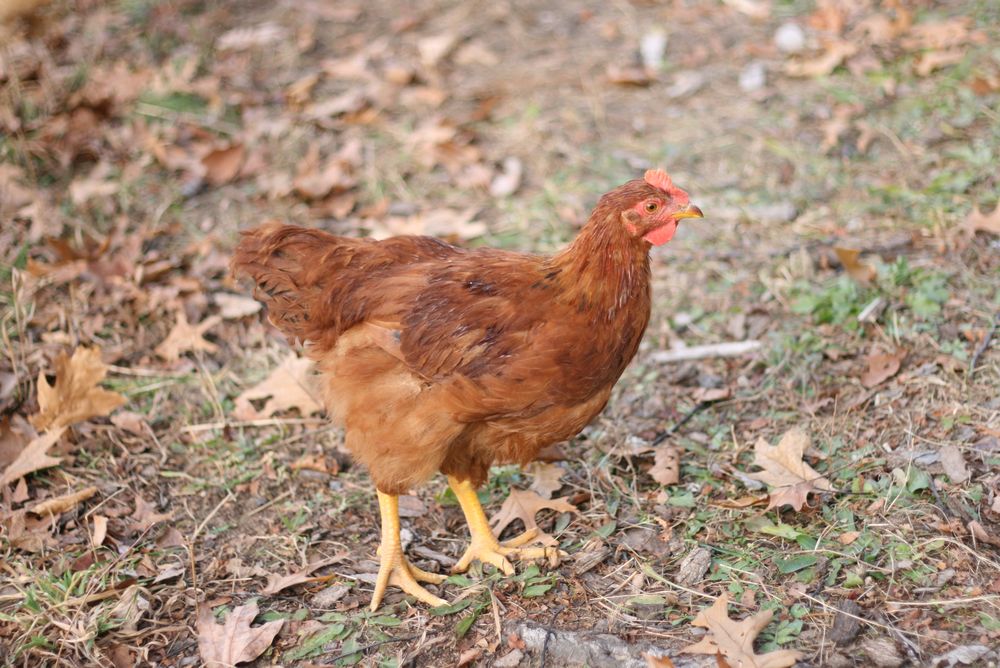 chicken-e-1.jpg