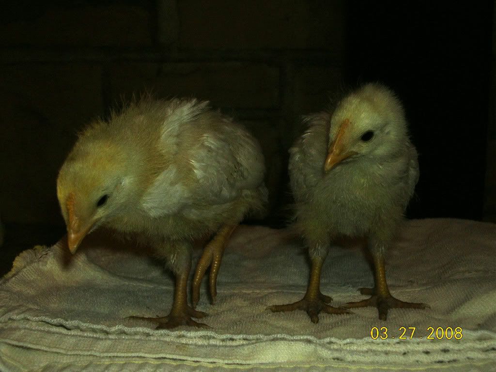 DSCN1551.jpg