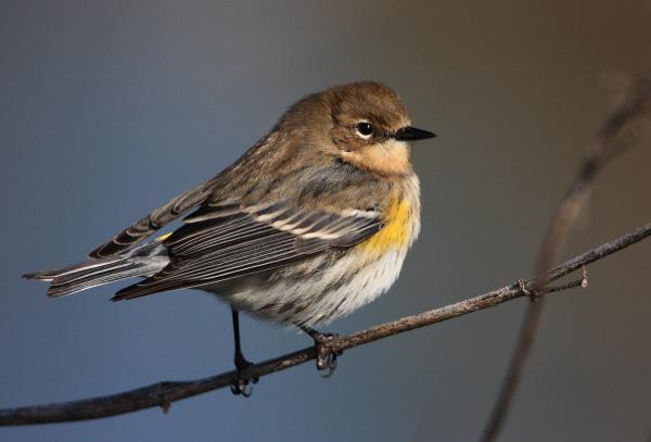 yellow-rumped-warbler-old-four-wheeler-billingsley.jpg