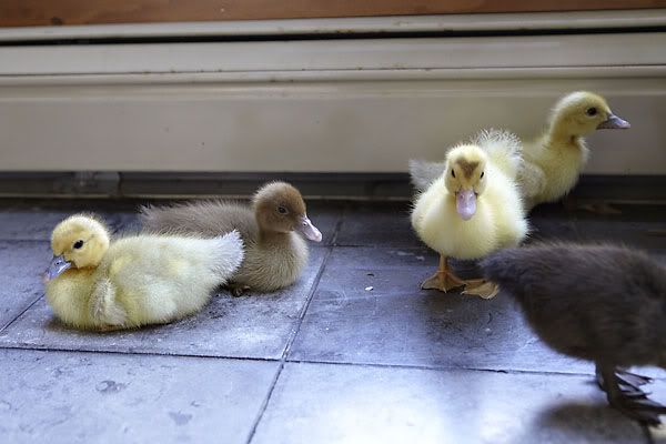 ducks1.jpg