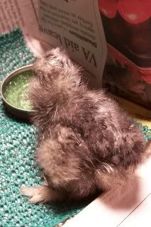 silkie2.jpg