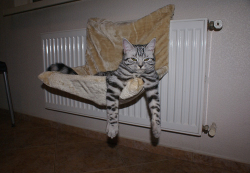 tumblr_lf1wawCRXj1qcnozoo1_500.jpg