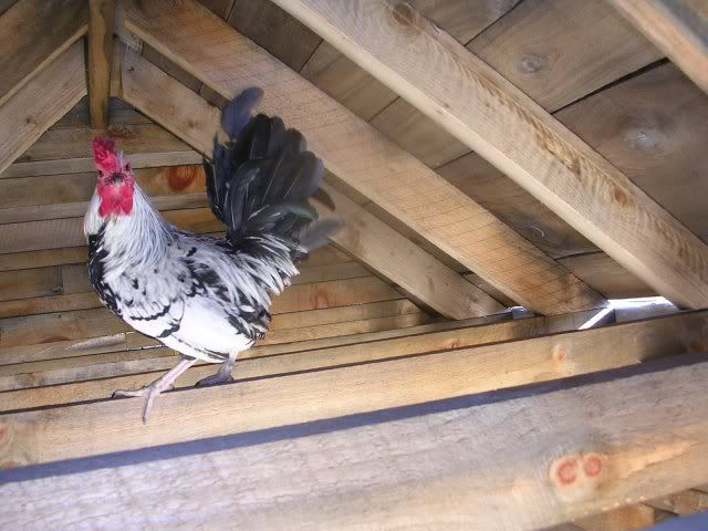 rooster.jpg