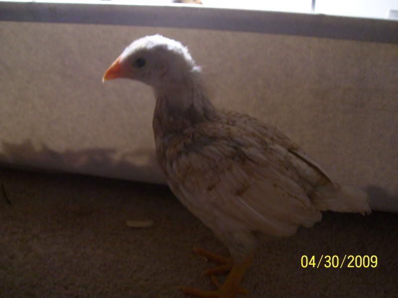 chickpics017.jpg