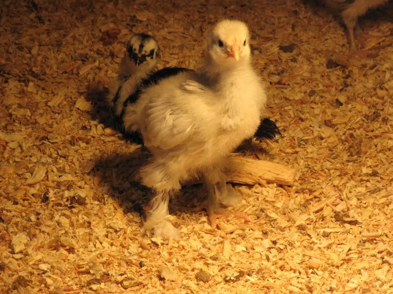 Chicks003-1.jpg