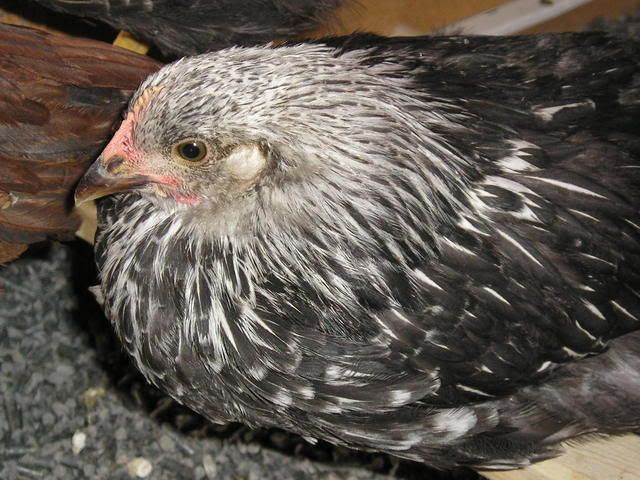 chicks006.jpg