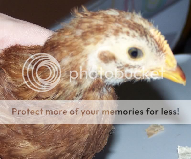 chickensex048.jpg