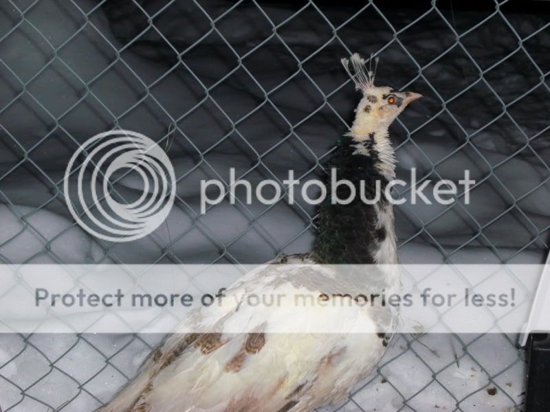 peacocks023.jpg