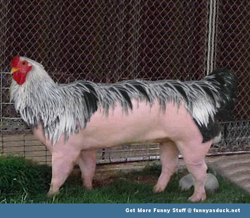funny-chicken-pig.jpg