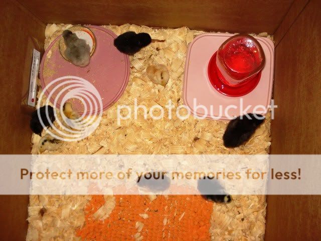 chicks004.jpg
