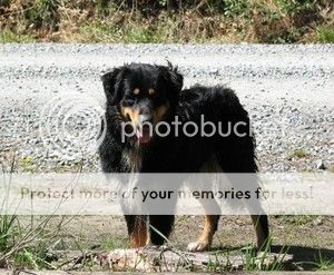 breed1c.jpg