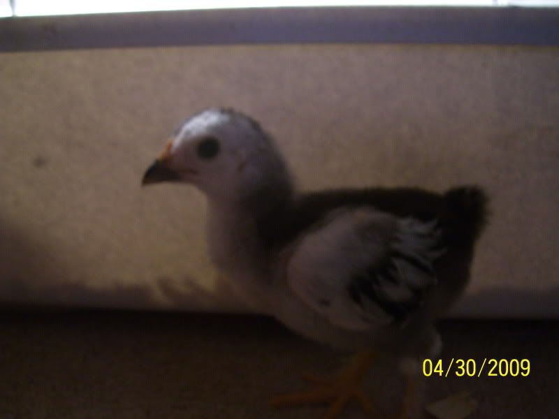 chickpics011.jpg