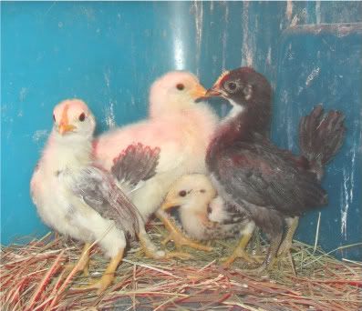 chicks035.jpg