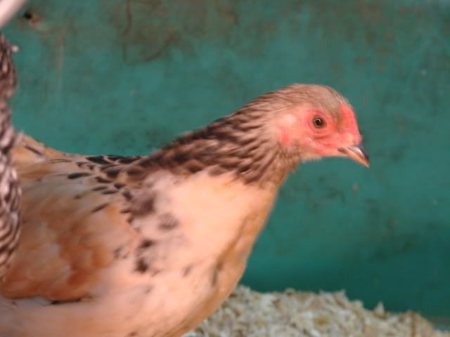 DSC01593.jpg