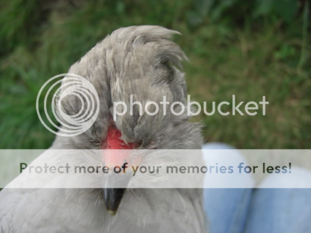 Chickensetc1635.jpg