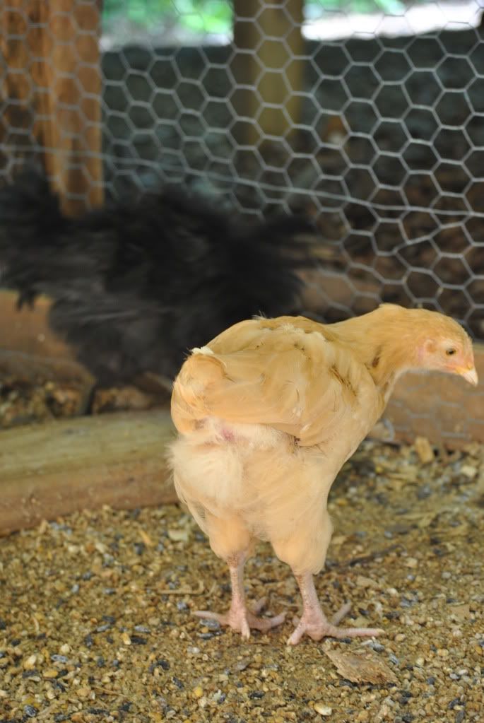 morechickens008.jpg