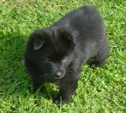 KiaPup1.jpg