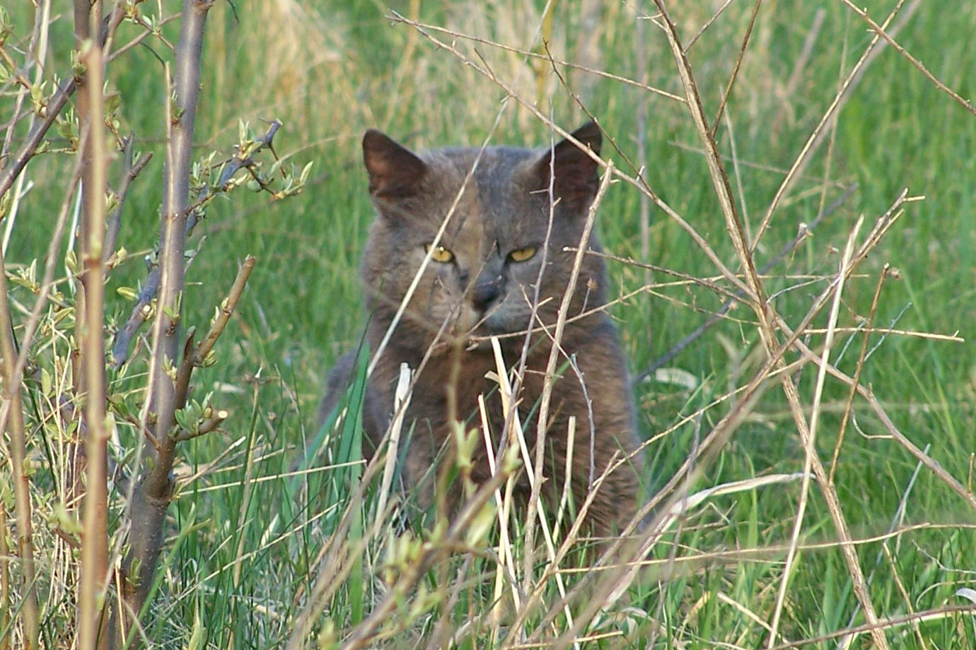 GrayCat0408+4x6.jpg