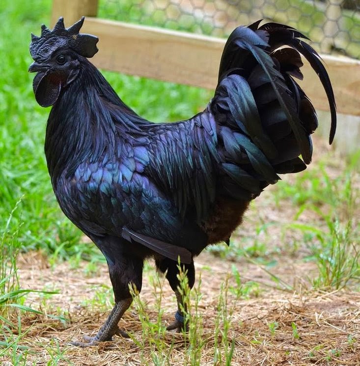 Ayam%2BCemani.jpg