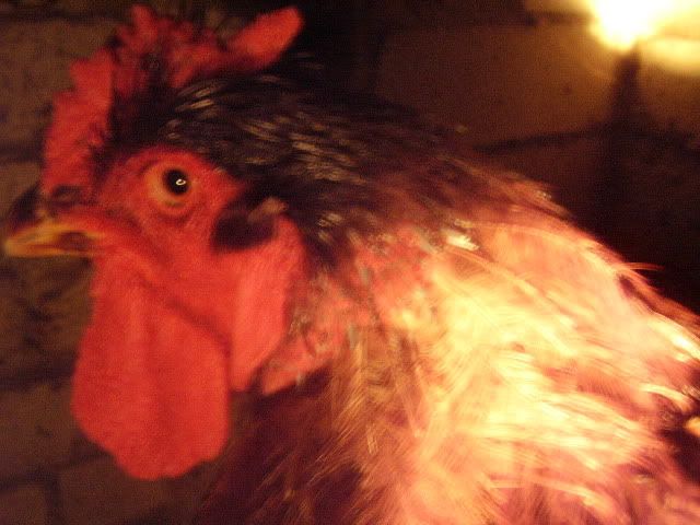 Picture22698.jpg