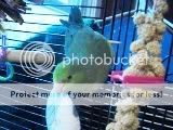 yaymillet.jpg
