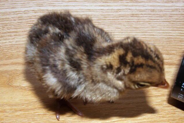 Pheasant0092.jpg