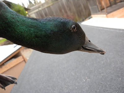 DSCN2719.JPG