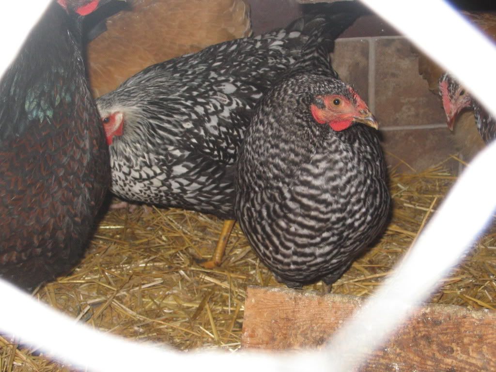 chooks100.jpg