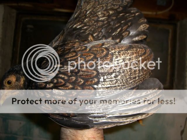 CIMG0006-2.jpg
