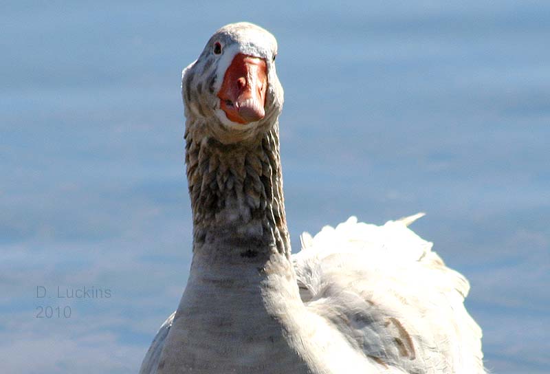 goose1109.jpg