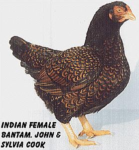 IndianGameBtyF.JPEG