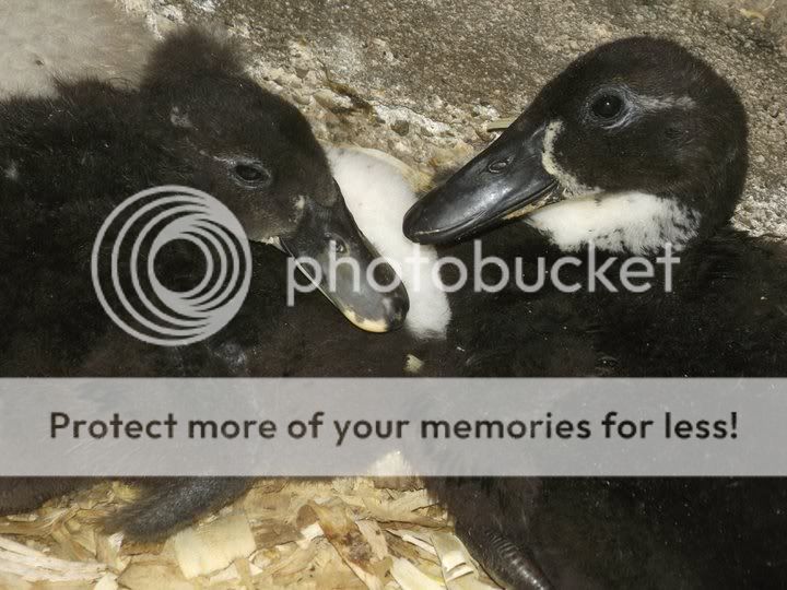 Blackducks.jpg