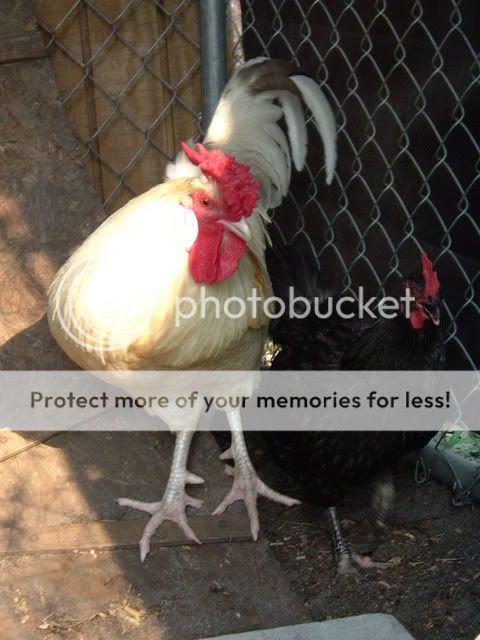 chickens008.jpg
