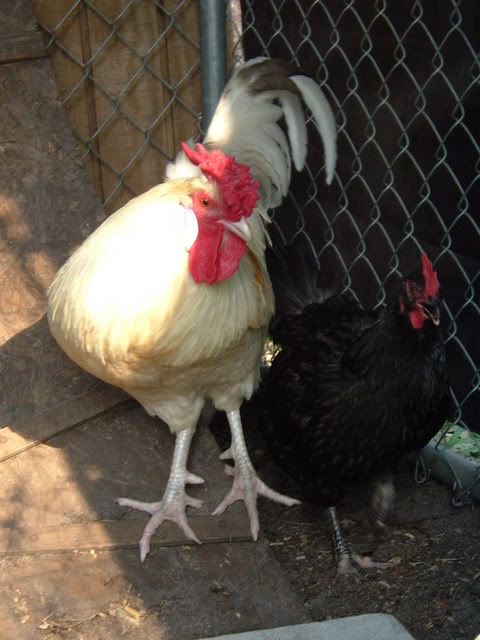 chickens008.jpg