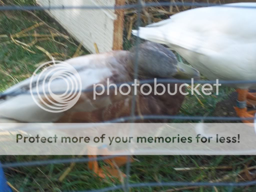 CallDucks026.jpg