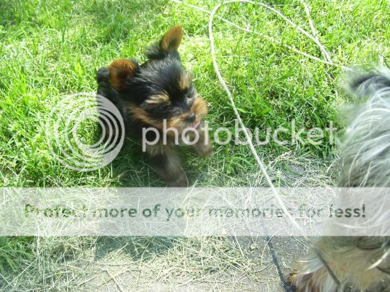 Puppy5-26-08029.jpg