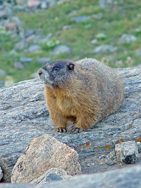 marmot-1a.jpg