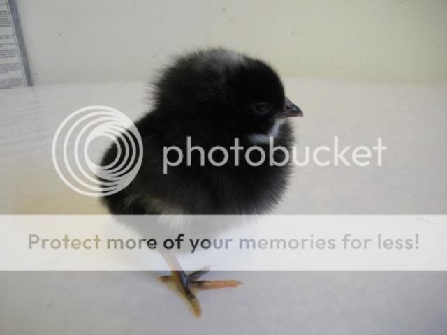 hatcherysurprisedayone291.jpg