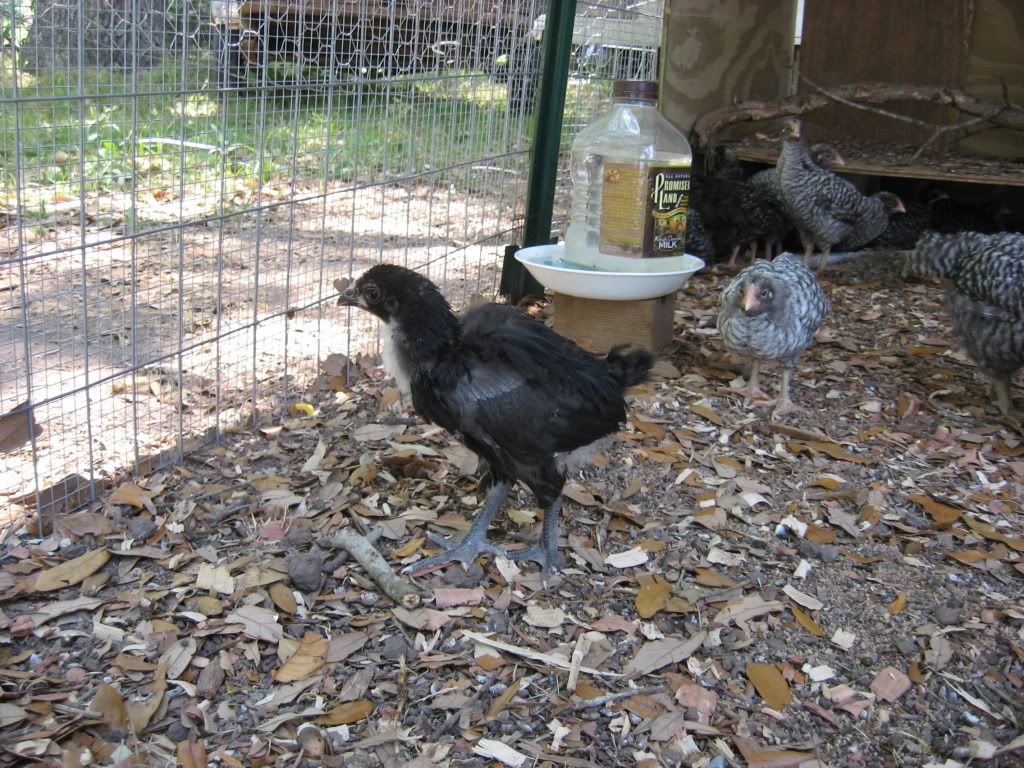 IMG_0001_2.jpg