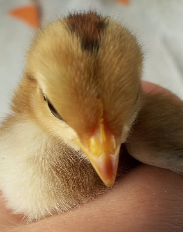 chick01comb.jpg