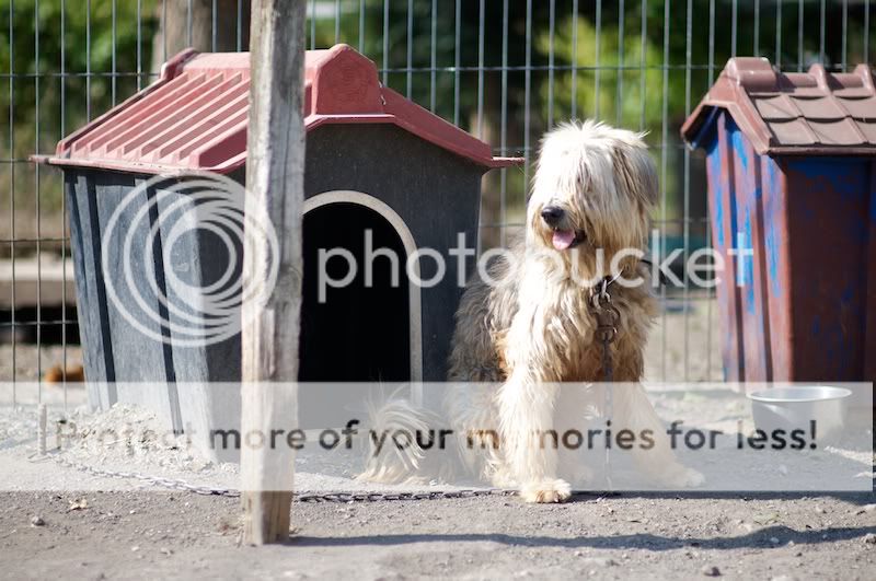 raredog1.jpg