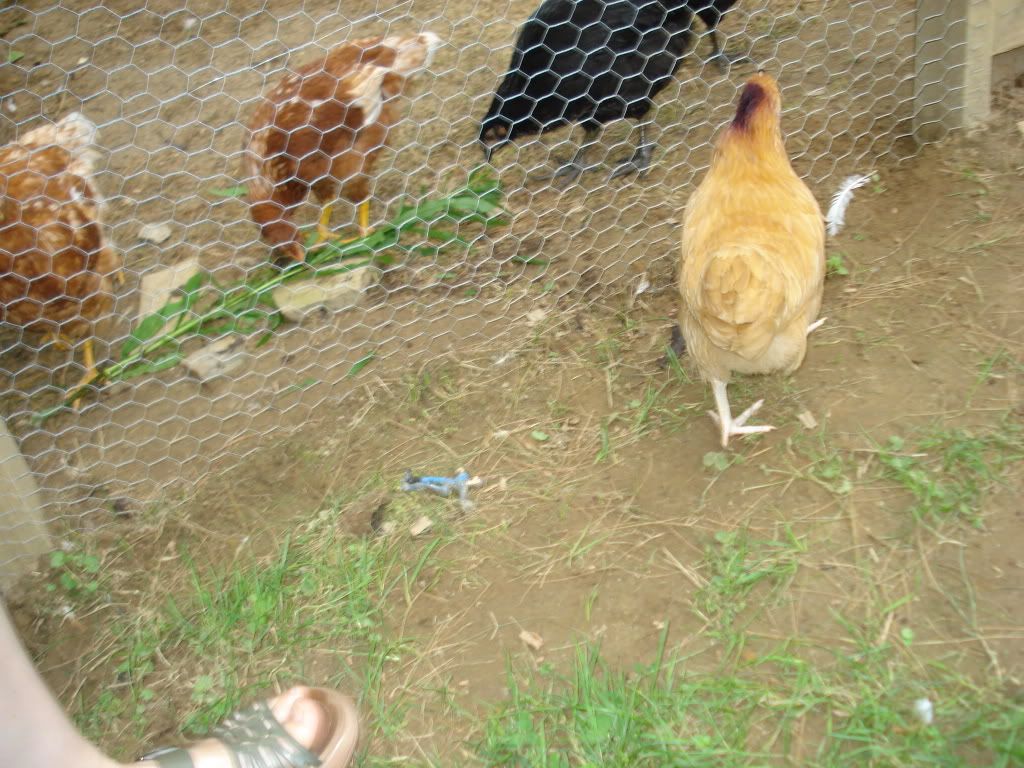 DSC04674.jpg